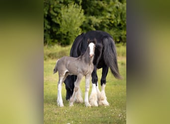 Shire Horse, Mare, Foal (01/2025), 18,1 hh