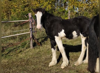 Shire Horse, Mare, Foal (01/2026)