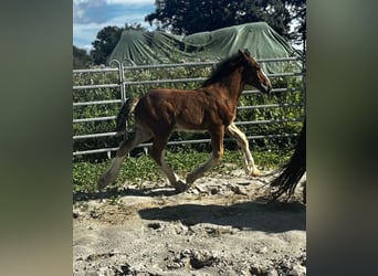 Shire Horse, Mare, Foal (06/2025), Brown