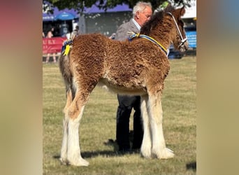 Shire Horse, Mare, Foal (01/2026)