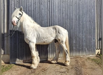 Shire Horse, Semental, 10 años, 193 cm, Tordo