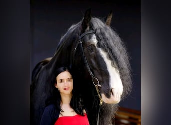 Shire Horse, Semental, 17 años, 180 cm, Negro