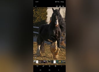 Shire Horse, Semental, 17 años, 180 cm, Negro