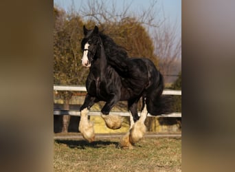 Shire Horse, Semental, 17 años, 180 cm, Negro