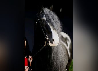 Shire Horse, Semental, 17 años, 180 cm, Negro