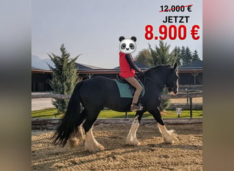 Shire Horse, Semental, 18 años, 185 cm, Negro