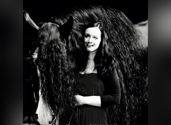 Shire Horse, Semental, 18 años, 185 cm, Negro