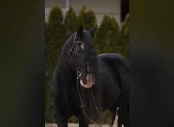 Shire Horse, Semental, 18 años, 185 cm, Negro