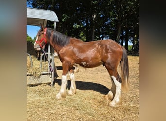 Shire Horse, Semental, 1 año, 164 cm, Castaño rojizo