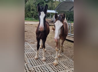 Shire Horse, Semental, 1 año, 175 cm, Negro