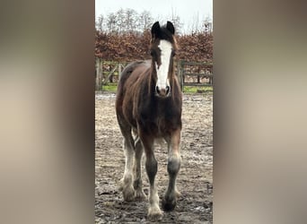 Shire Horse, Semental, 1 año, 180 cm, Castaño