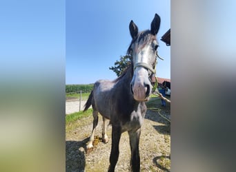 Shire Horse, Semental, 1 año, 180 cm, Tordo