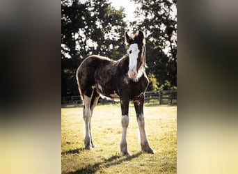 Shire Horse, Semental, 1 año, 185 cm, Negro