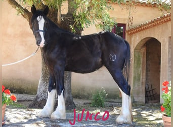 Shire Horse, Semental, 1 año