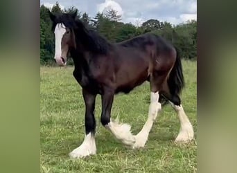 Shire Horse, Semental, 1 año