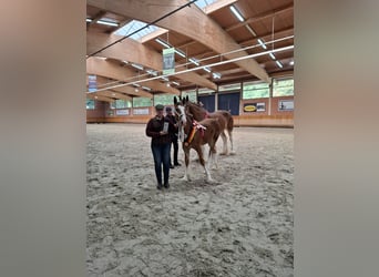 Shire Horse, Semental, 1 año, Castaño