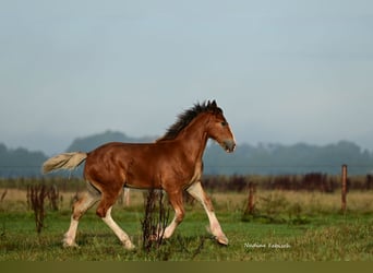 Shire Horse, Semental, 1 año, Castaño