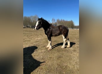 Shire Horse, Semental, 1 año, Negro