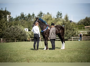 Shire Horse, Semental, 2 años, 175 cm, Negro