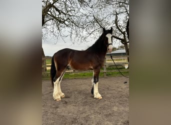 Shire Horse, Semental, 2 años, 177 cm, Morcillo