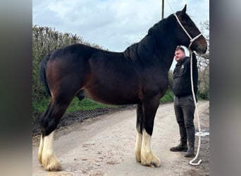 Shire Horse, Semental, 2 años