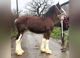 Shire Horse, Semental, 2 años