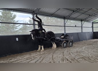 Shire Horse, Semental, 3 años, 190 cm, Pío