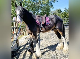 Shire Horse, Semental, 4 años
