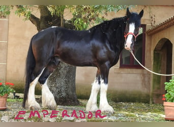 Shire Horse, Semental, 6 años, 187 cm, Castaño