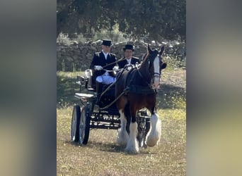 Shire Horse, Semental, 6 años, 187 cm, Castaño