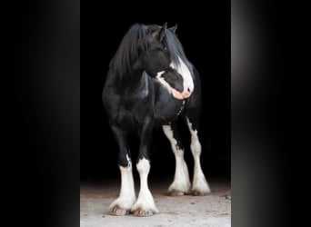 Shire Horse, Semental, 6 años