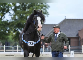 Shire Horse, Semental, 8 años, 180 cm, Negro