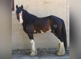 Shire Horse, Semental, 8 años, 185 cm, Castaño