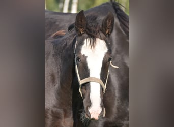 Shire Horse, Semental, Potro (04/2023), 180 cm, Negro