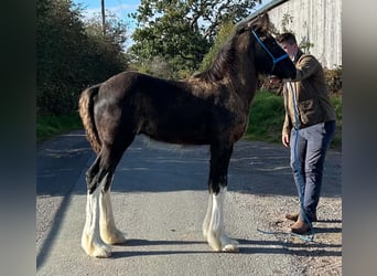 Shire Horse, Semental, Potro (01/2026)