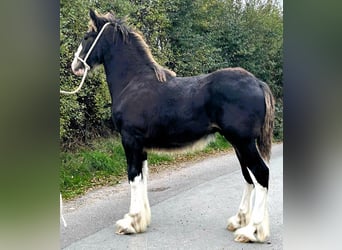 Shire Horse, Semental, Potro (04/2025)