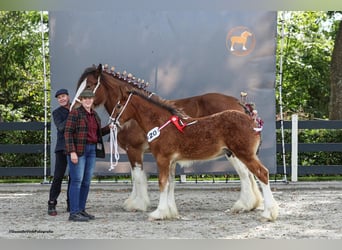 Shire Horse, Semental, Potro (03/2025), Castaño