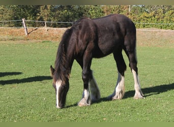 Shire Horse, Semental, Potro (04/2025), Negro
