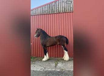 Shire Horse, Stallion, 10 years, 18 hh, Bay