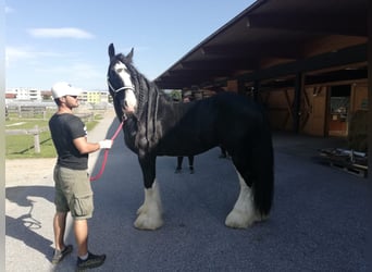 Shire Horse, Stallion, 18 years, 18 hh, Black