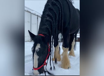 Shire Horse, Stallion, 18 years, 18 hh, Black
