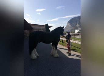 Shire Horse, Stallion, 18 years, 18 hh, Black