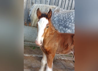 Shire Horse, Stallion, 1 year, 17.2 hh, Brown