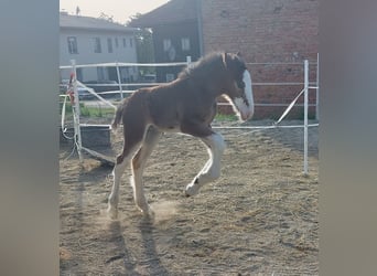Shire Horse, Stallion, 1 year, 17.2 hh, Brown