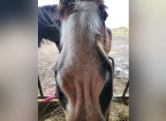 Shire Horse, Stallion, 1 year, 17,2 hh, Brown