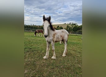 Shire Horse, Stallion, 1 year, 17.2 hh, Gray