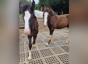 Shire Horse, Stallion, 1 year, 17 hh, Black