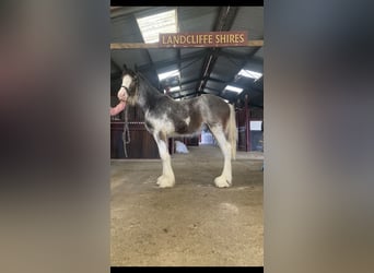 Shire Horse, Stallion, 1 year, 17 hh, Roan-Red