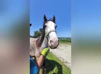 Shire Horse, Stallion, 1 year, 17,2 hh, Grey