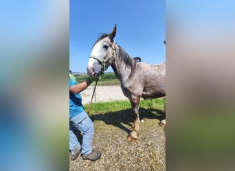 Shire Horse, Stallion, 1 year, 17,2 hh, Grey